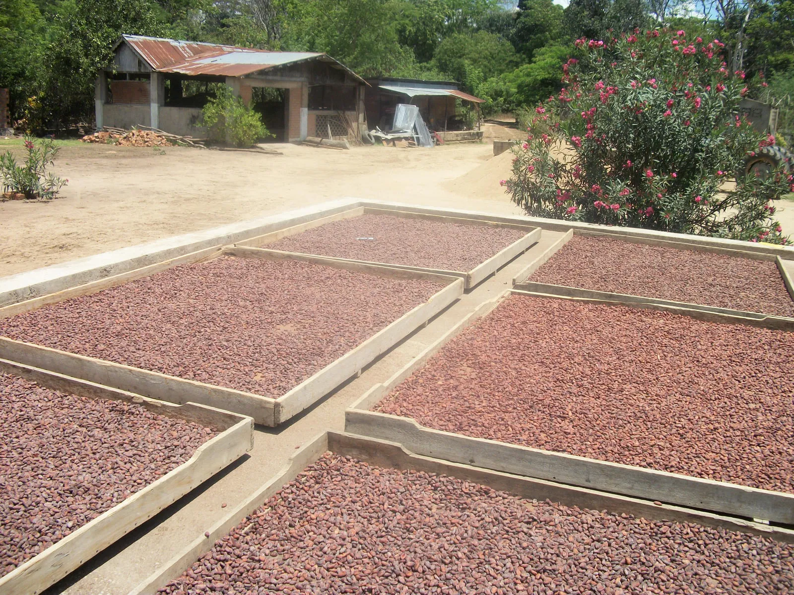 Cocoa beans spread out to dry in the sun