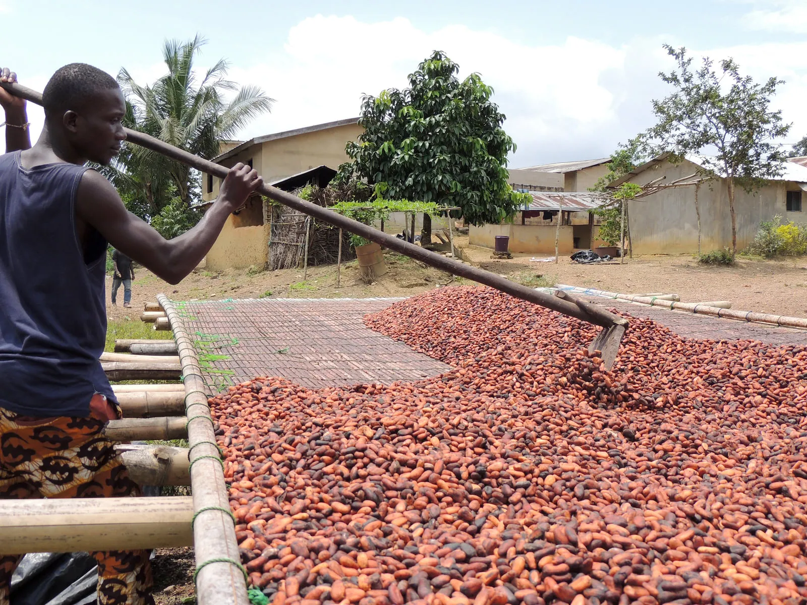 A cacao grower holding freshly cut pods