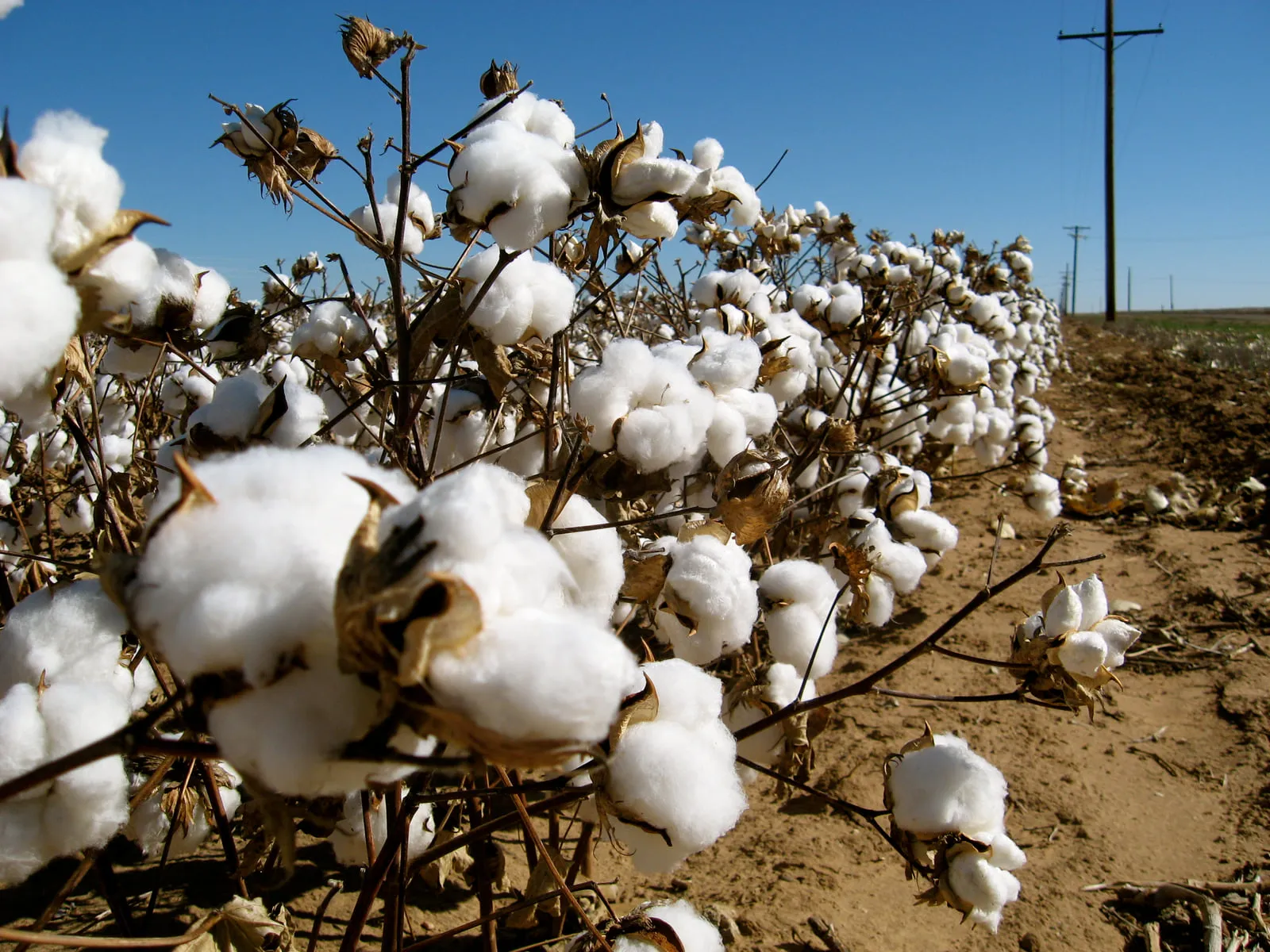 A cotton field in flower, bolls ready for picking
