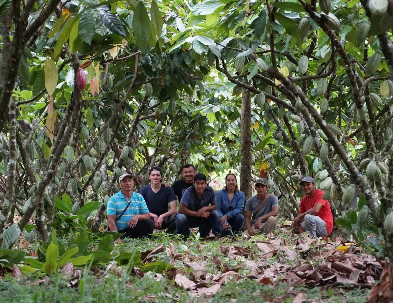 Growers crouching together under cacao trees heavy with pods on a Guatemalan plantation