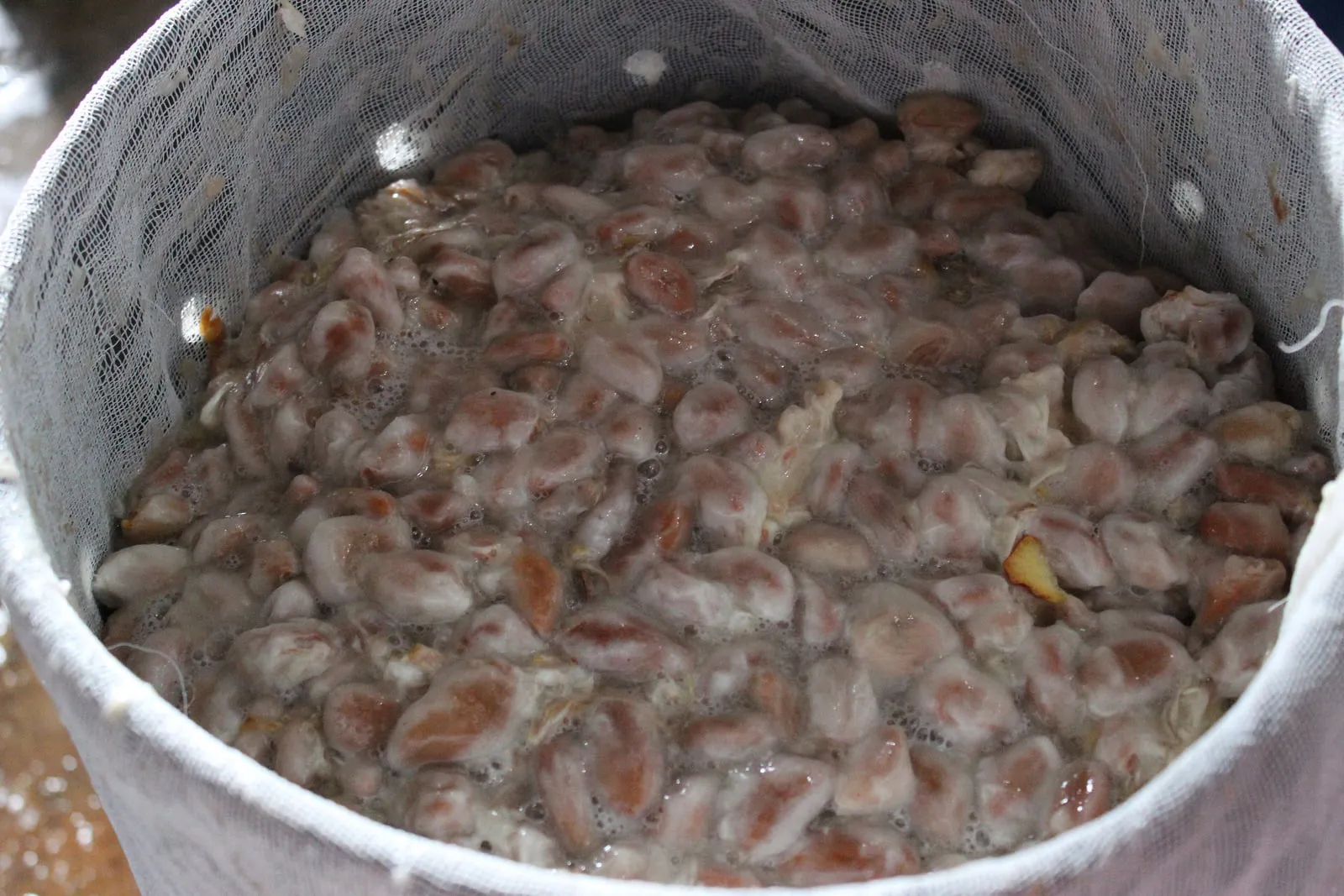Cacao pulp being pressed after harvest