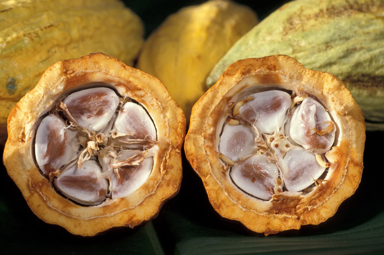 Cocoa beans inside an opened cacao pod
