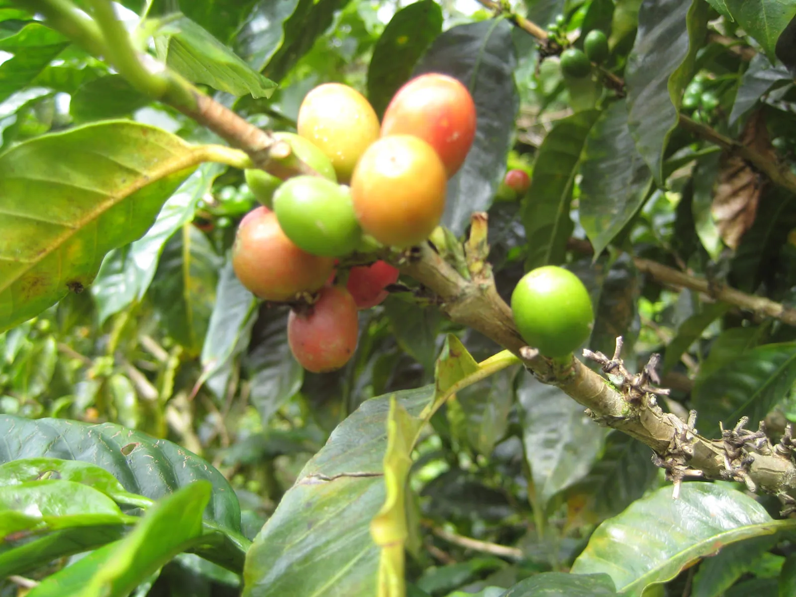 Coffee cherries at varying stages of ripeness on the branch