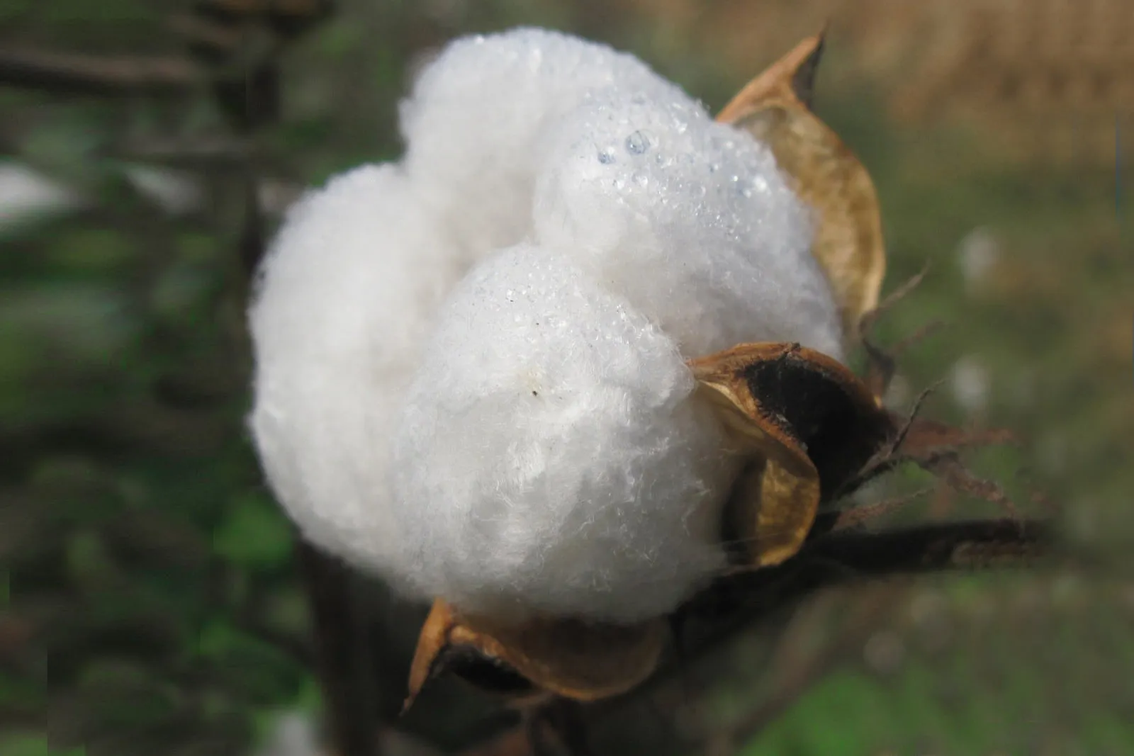 Cotton bolls ready for harvest in a field in southern India