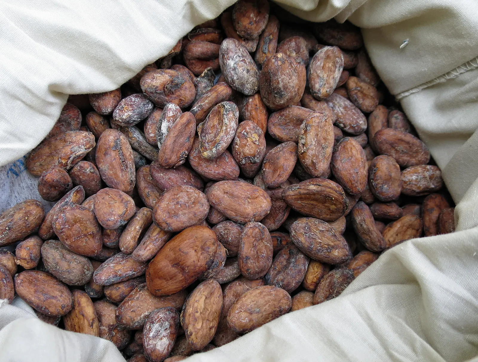 Dried cocoa beans in bulk, ready for export