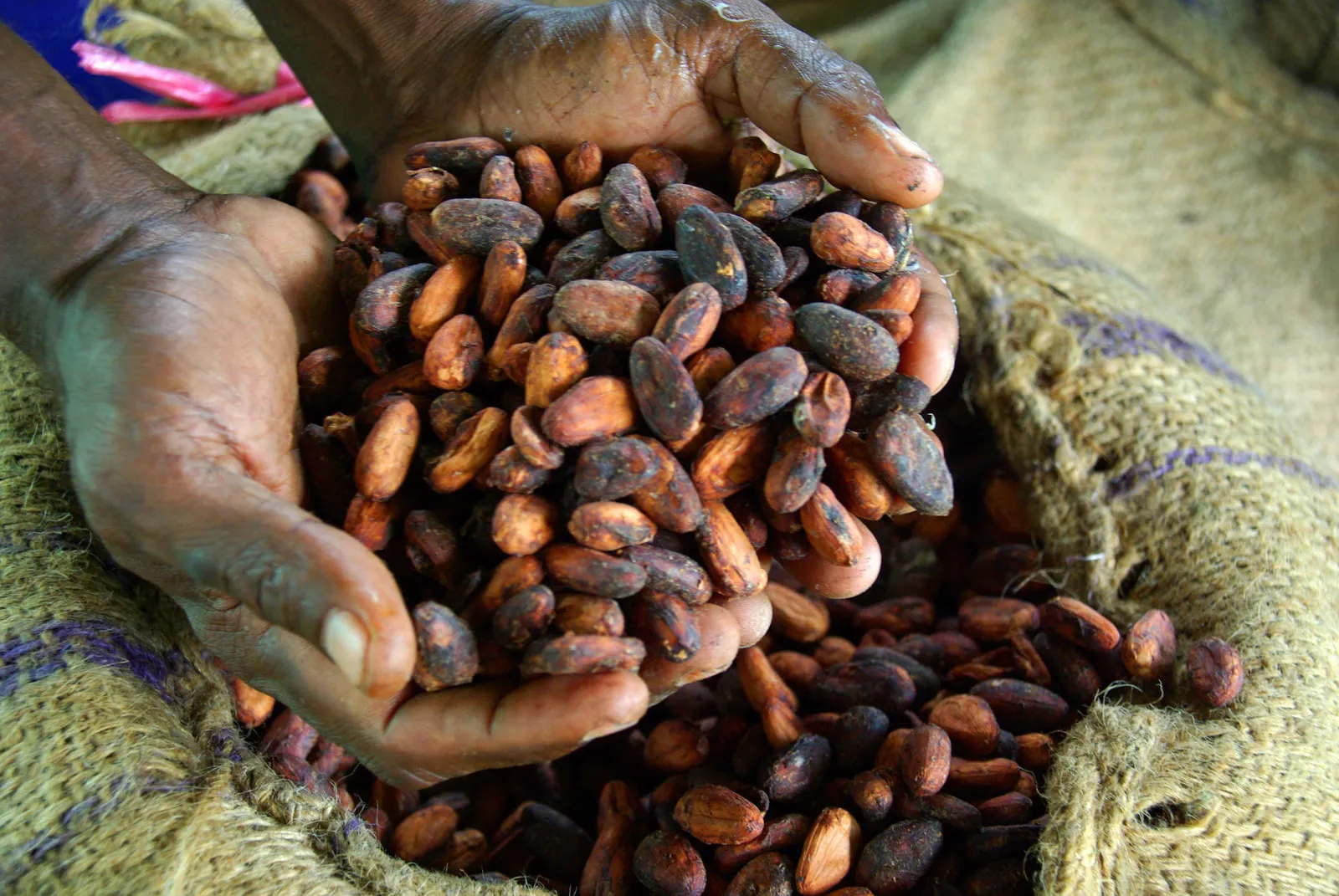 A cocoa farmer holding dried cocoa beans ready for export
